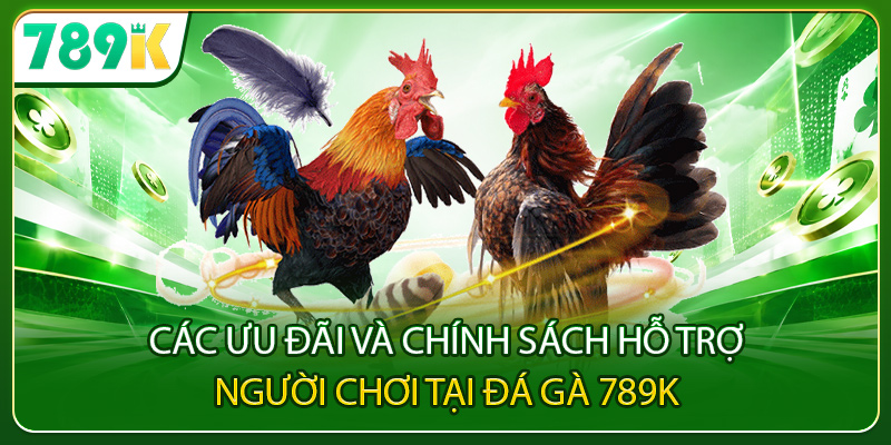 Các ưu đãi và chính sách hỗ trợ người chơi tại đá gà 789K