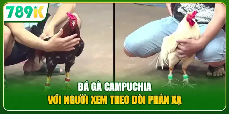 Đá gà Campuchia với người xem theo dõi phản xạ