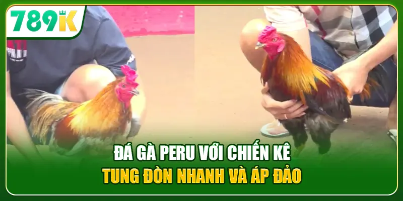 Đá gà Peru với chiến kê tung đòn nhanh và áp đảo
