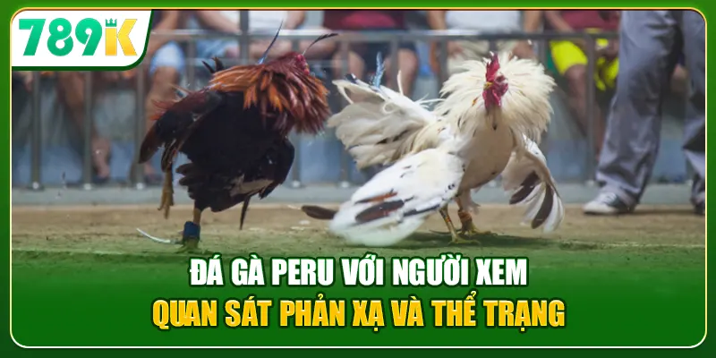 Đá gà Peru với người xem quan sát phản xạ và thể trạng